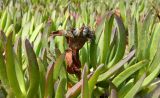 Carpobrotus edulis. Зреющий плод.Испания, Андалусия, г. Тарифа. Август 2015 г.