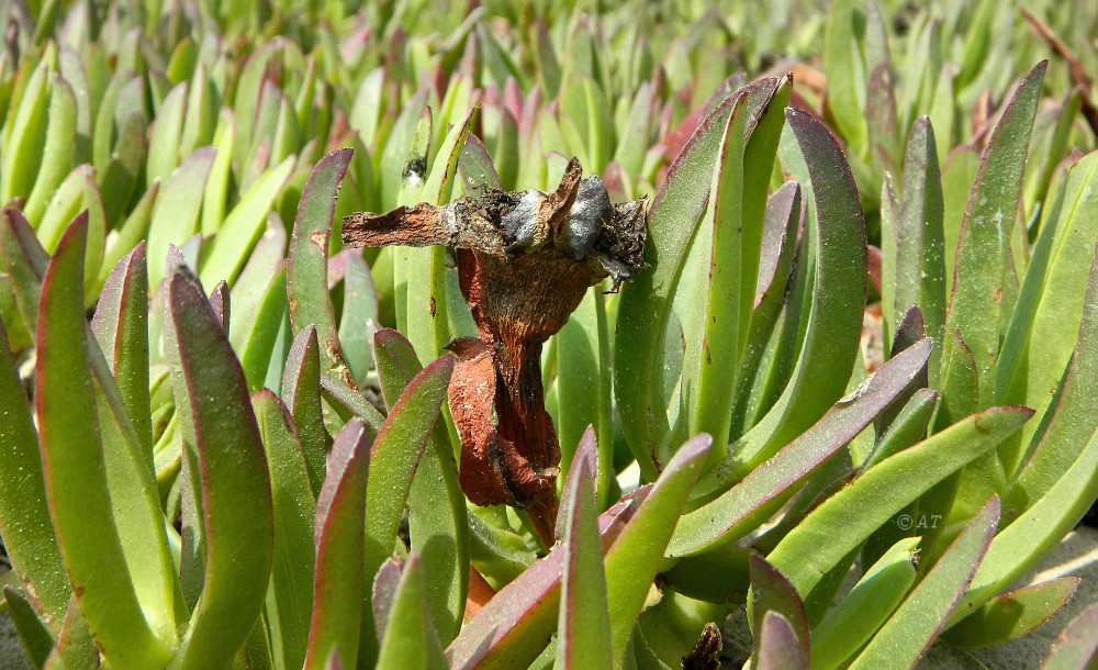 Image of Carpobrotus edulis specimen.