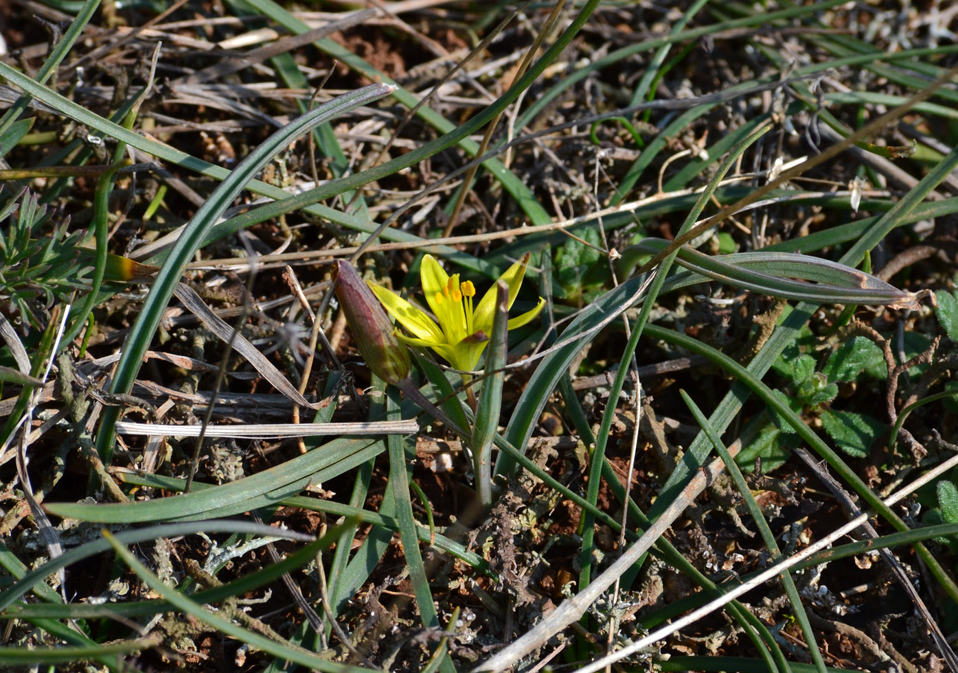 Image of Gagea transversalis specimen.