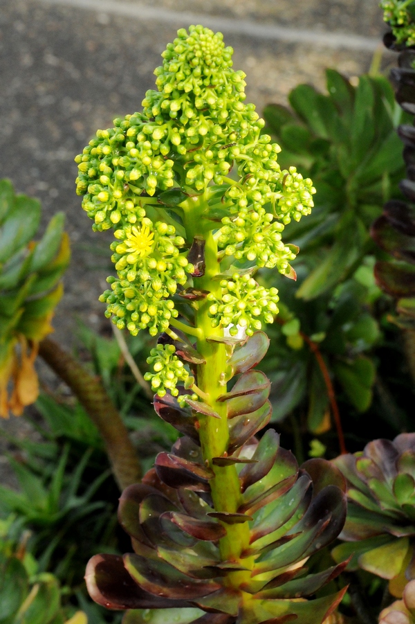 Image of Aeonium arboreum var. atropurpureum specimen.