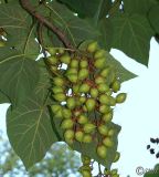 Paulownia tomentosa