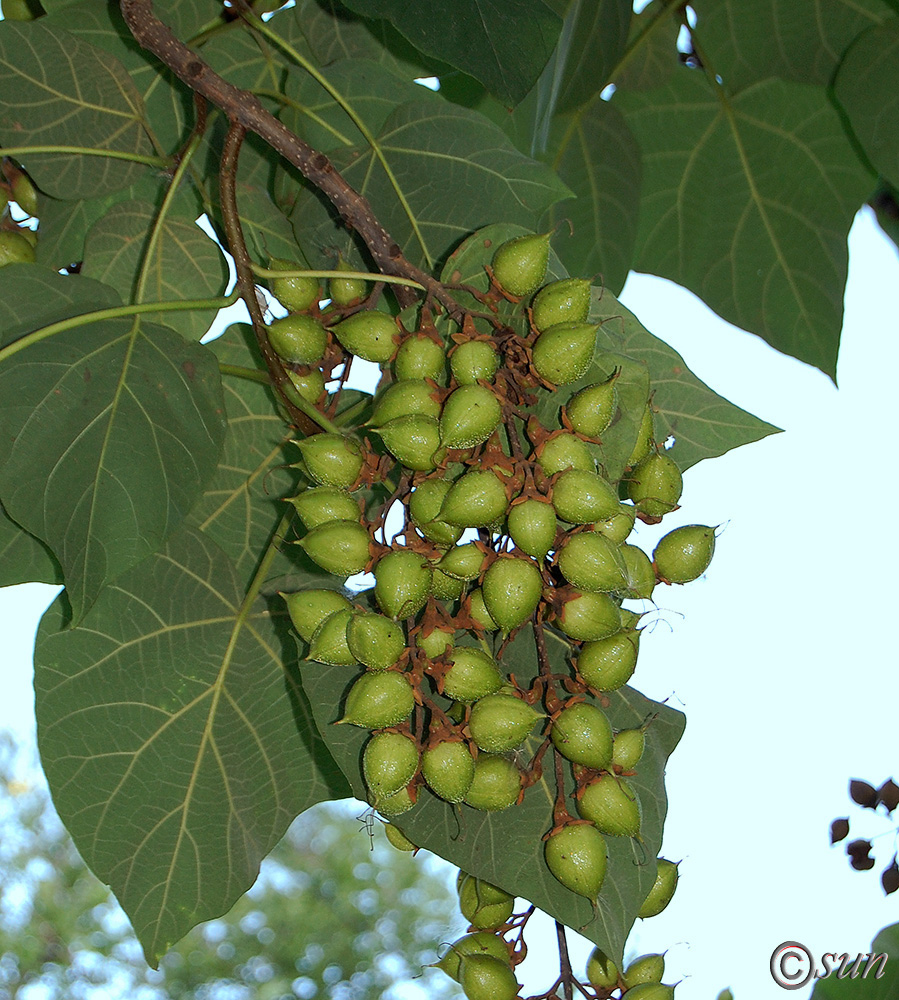 Изображение особи Paulownia tomentosa.