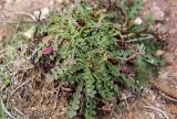 Limonium sinuatum