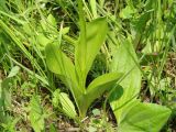 Orchis militaris