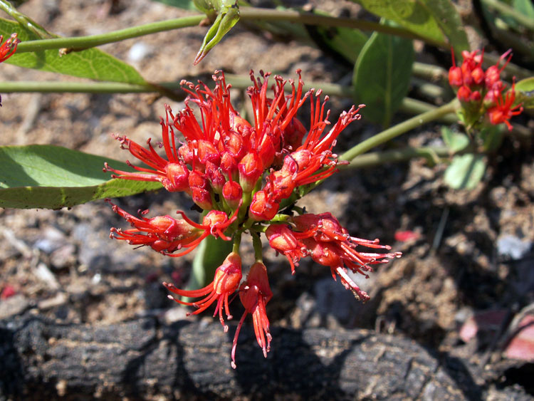 Изображение особи Combretum platypetalum.