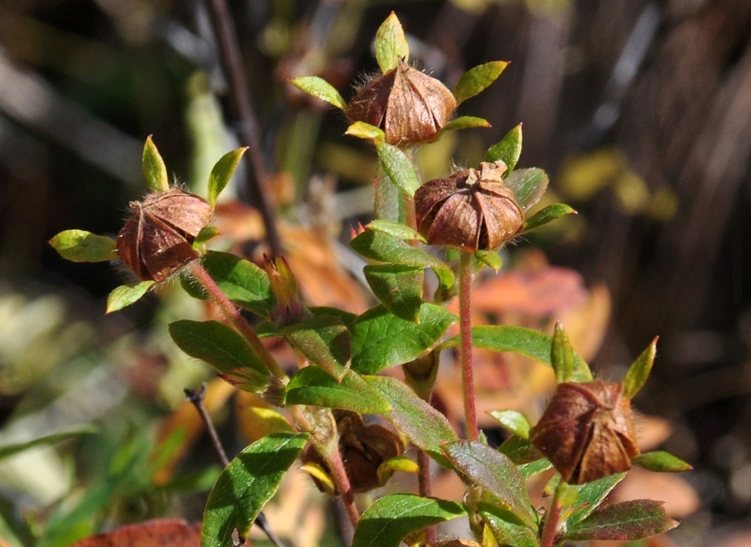 Image of Dasiphora fruticosa specimen.