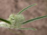 Pilosella echioides. Верхушка побега с нераскрывшимися соцветиями. Днепропетровская обл., левый берег Днепра напротив с. Волосское, балка Диброва. 07.06.2009.