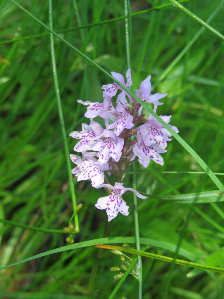 Изображение особи Dactylorhiza fuchsii.