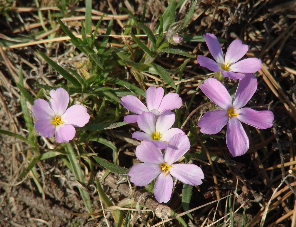 Изображение особи Phlox sibirica.