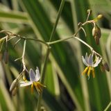 Dianella tasmanica. Часть соцветия. Сингапур, Singapore Botanic Gardens. 18.08.2014.