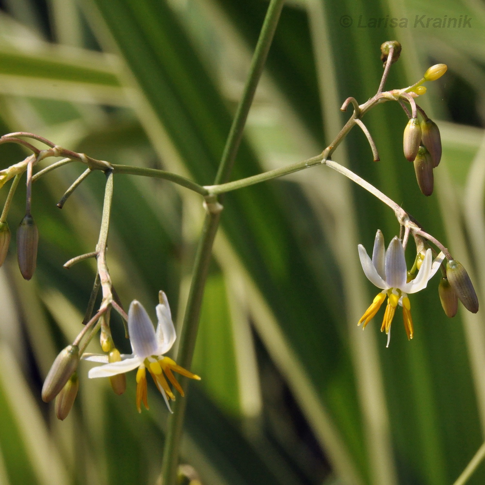 Image of Dianella tasmanica specimen.