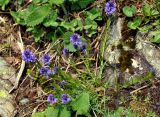 Polygala alpicola