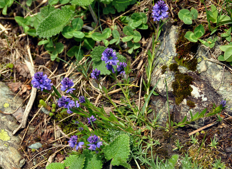 Image of Polygala alpicola specimen.