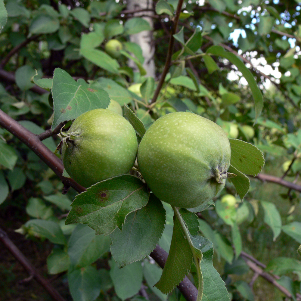 Изображение особи Malus domestica.