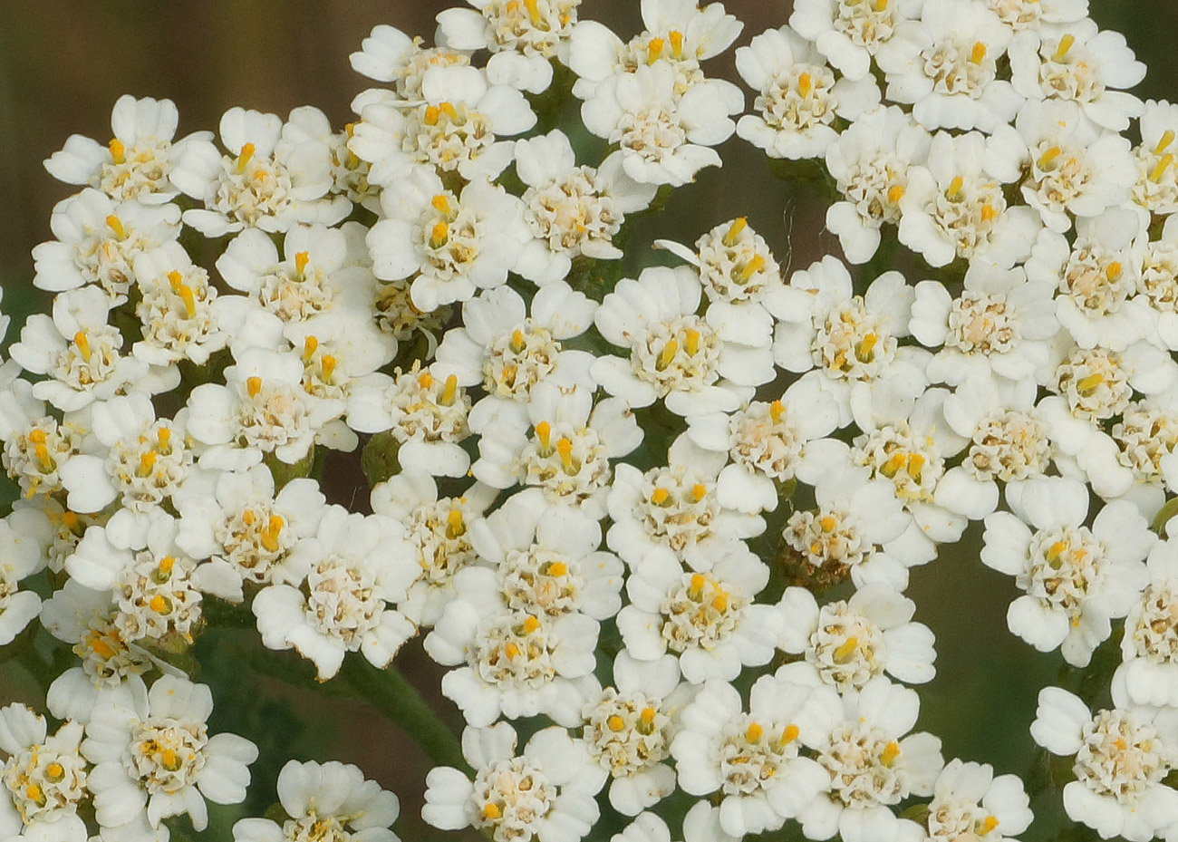 Изображение особи Achillea millefolium.