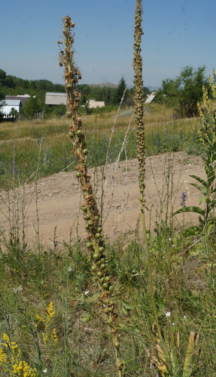 Изображение особи Eremurus altaicus.