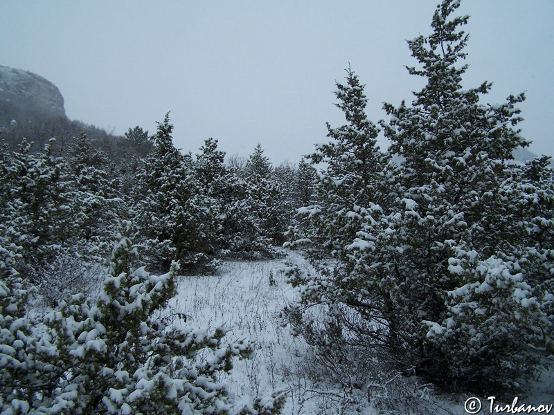 Image of Juniperus deltoides specimen.