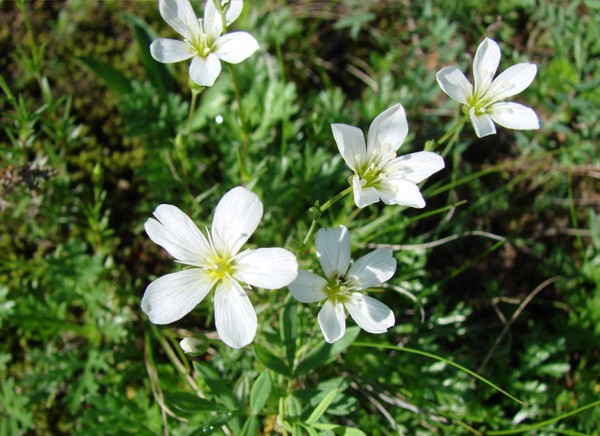 Image of genus Minuartia specimen.