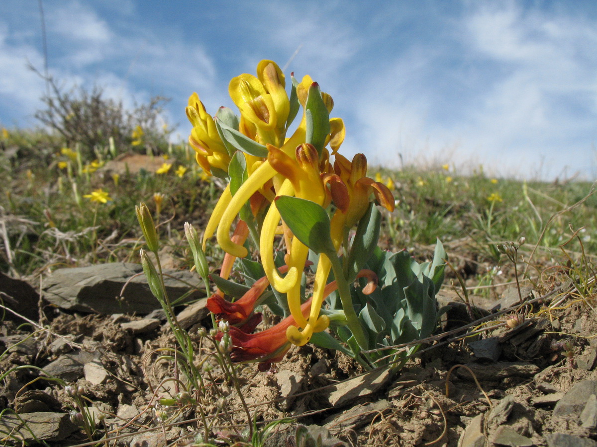 Изображение особи Corydalis sewerzowii.