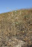 Eryngium macrocalyx