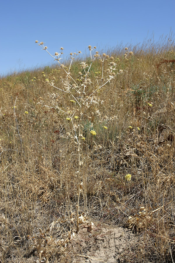 Image of Eryngium macrocalyx specimen.