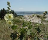 Alcea rugosa. Цветущее растение. Крым, окр. Симферополя, 4 июля 2006 г.