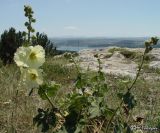 Alcea rugosa