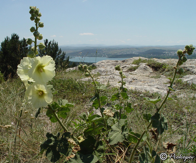 Изображение особи Alcea rugosa.