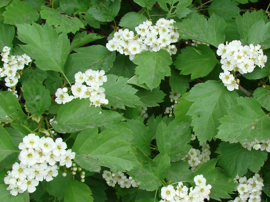 Image of Crataegus korolkowii specimen.