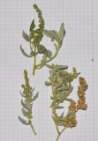 Atriplex semilunaris