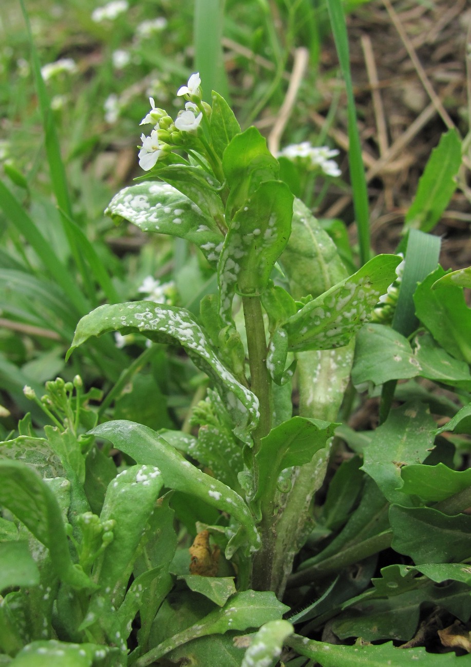 Изображение особи Calepina irregularis.