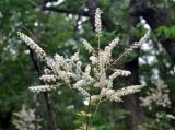 Cimicifuga dahurica. Мужское соцветие. Приморье, Хасанский р-н, п-ов Гамова, окр. мыса Гамова, широколиственный лес. 28.08.2015.