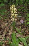 Orchis × wulffiana. Цветущее растение рядом с Orchis purpurea. Крым, окр. Балаклавы, пушистодубовый лес. 30 апреля 2016 г.