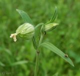 Melandrium album