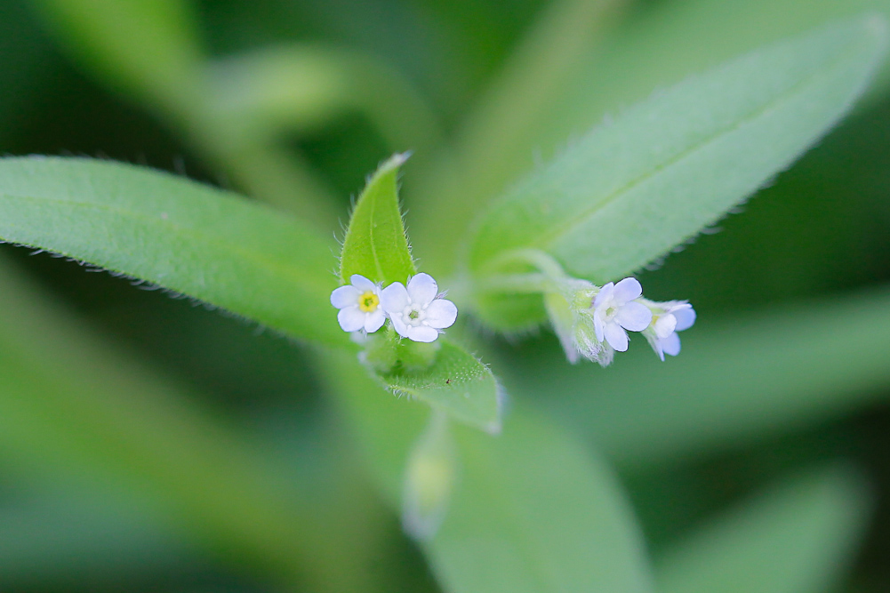 Image of Myosotis sparsiflora specimen.