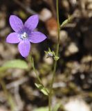 Image of taxon representative. Author is Роланд Цандекидис