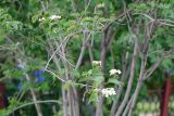 Viburnum opulus