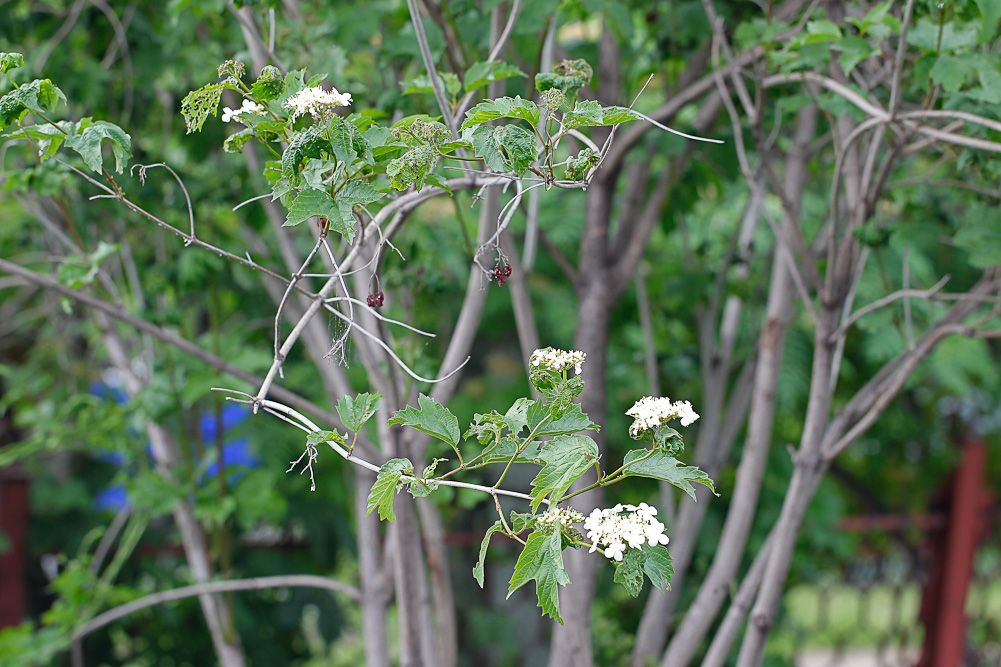 Image of Viburnum opulus specimen.