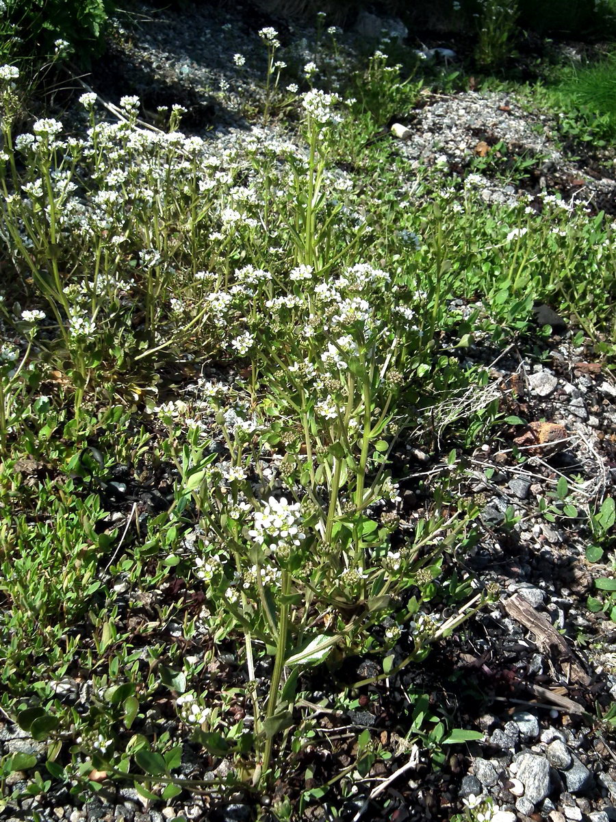 Image of Cochlearia arctica specimen.