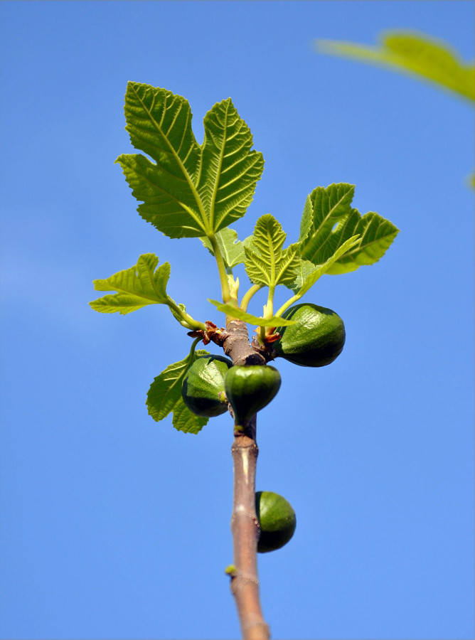 Изображение особи Ficus carica.