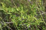 Spiraea hypericifolia