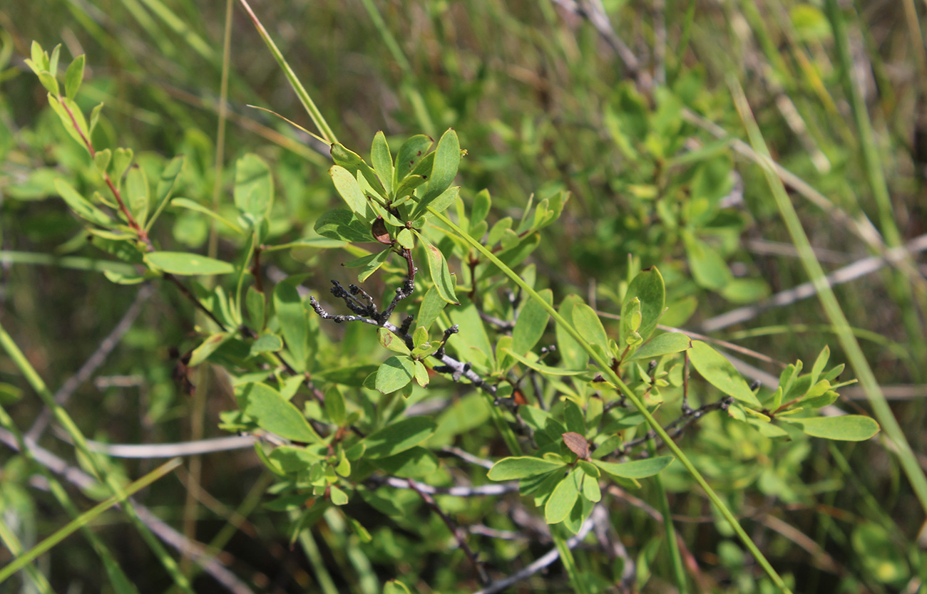 Image of Spiraea hypericifolia specimen.