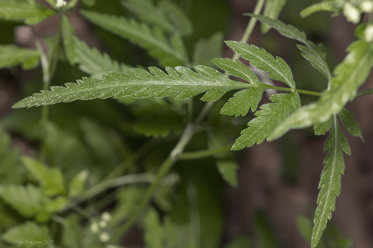 Image of Torilis japonica specimen.