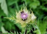Cirsium obvallatum. Верхушка побега с соцветием и кормящимся восковиком перевязанным (Trichius fasciatus). Кабардино-Балкария, Эльбрусский р-н, гора Чегет, ≈ 2500 м н.у.м., альпийский луг. 11.07.2016.