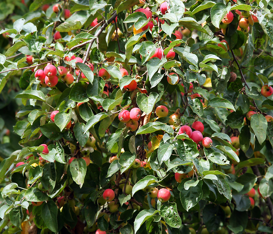 Изображение особи Malus prunifolia.