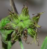Cordia parvifolia