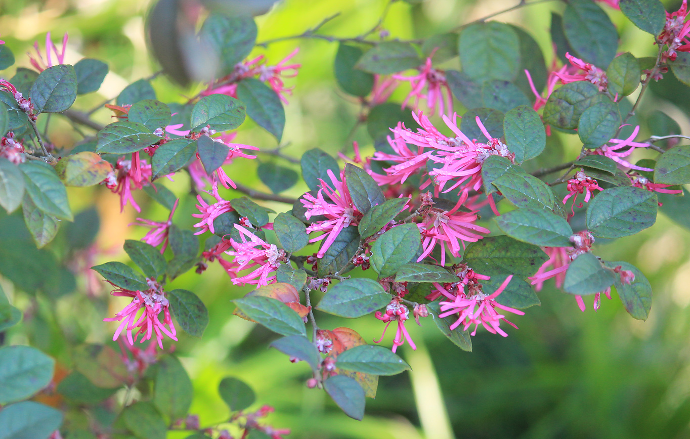 Image of Loropetalum chinense var. rubrum specimen.