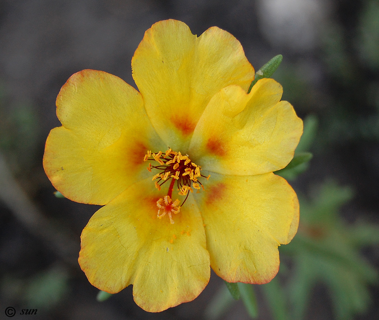 Изображение особи Portulaca grandiflora.