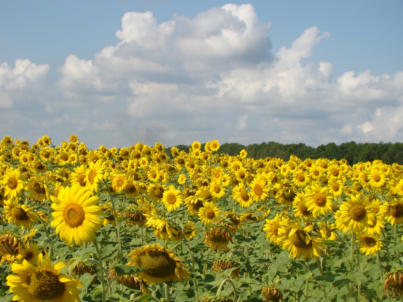 Image of Helianthus annuus specimen.