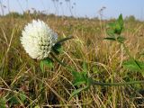 Trifolium pratense разновидность albiflorum